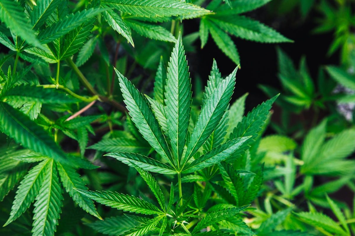 Hoja de cannabis en detalle