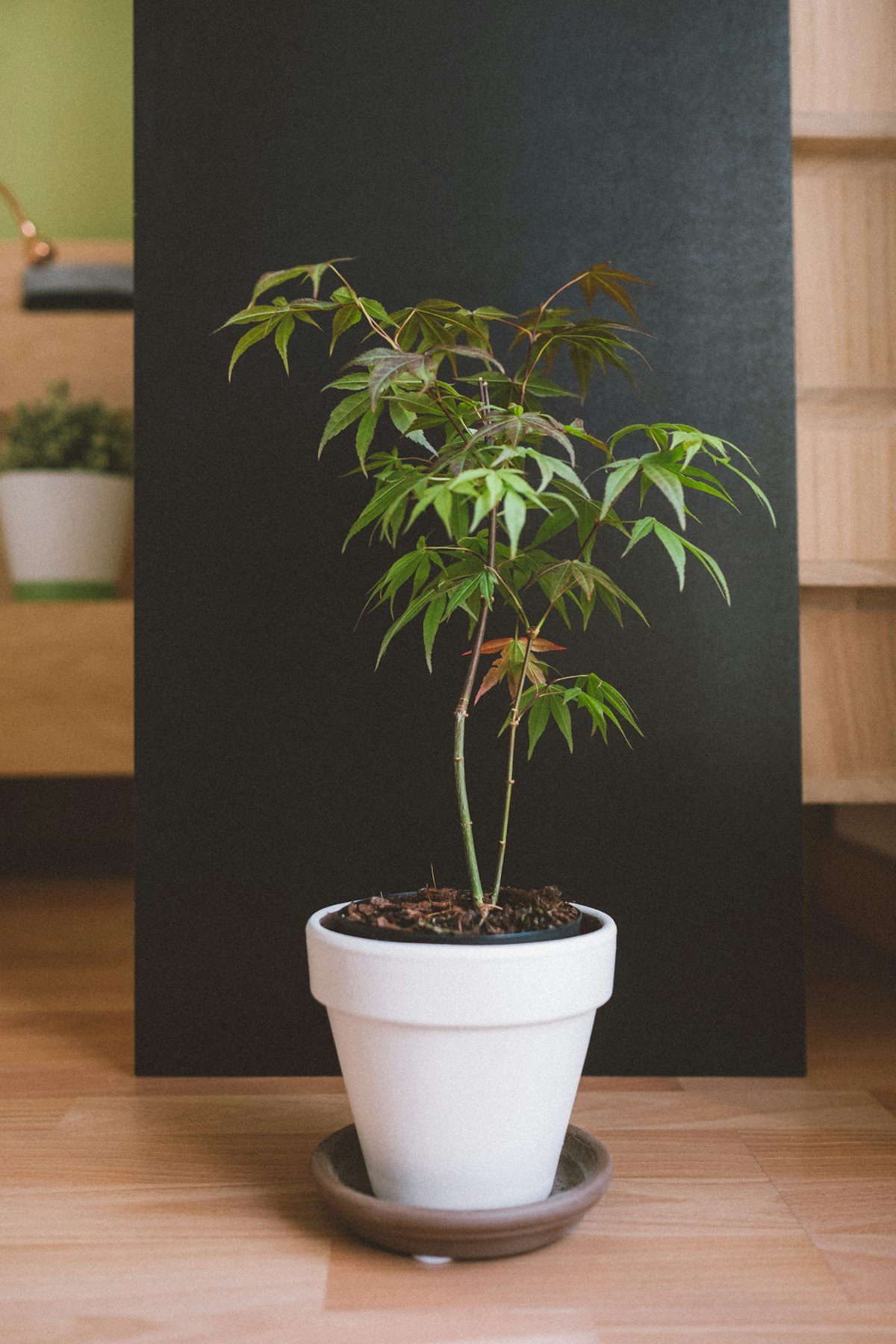 Cultivo propio cuidado con detalle